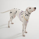 Macaron Walk Kit <マカロンリード・首輪・ハーネス>