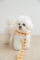 ポップベアハーネス