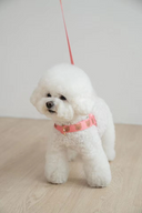 ポップベアハーネス