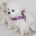 ポップベアハーネス