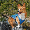 Cool Down Vest
