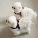 ポップベアハーネス