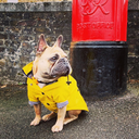 Yellow Rain Coat