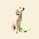 光る首輪＆リード