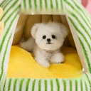 ポップモンスターハウス