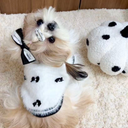 スウィートファーニット