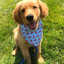 Cool Bandana