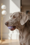 パステルボールセット