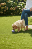 パステルボールセット